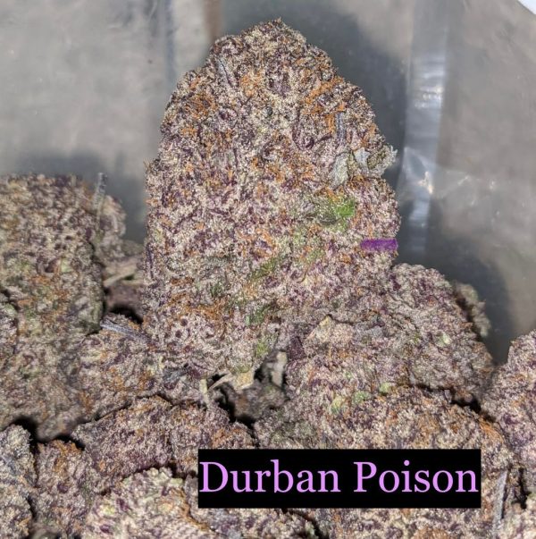 Durban Poison