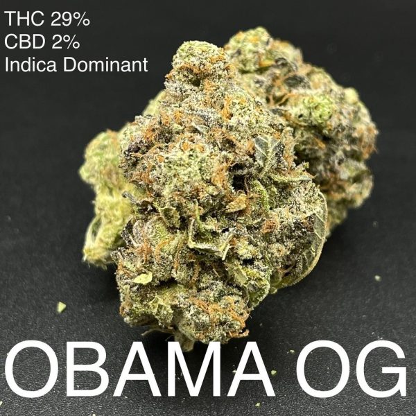 Obama OG Ondica Dominant